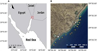 Large Individual-Level Variability in Diel Activity and Depth Use for the Common Lionfish (Pterois miles)